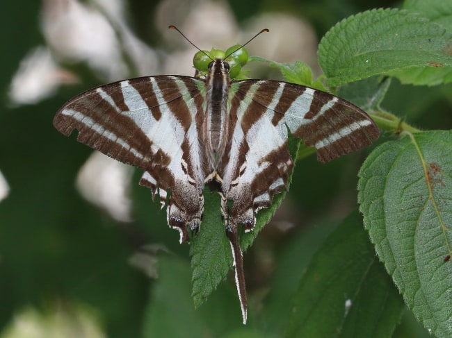 Protographium leosthenes (Four-barred Swordtail)