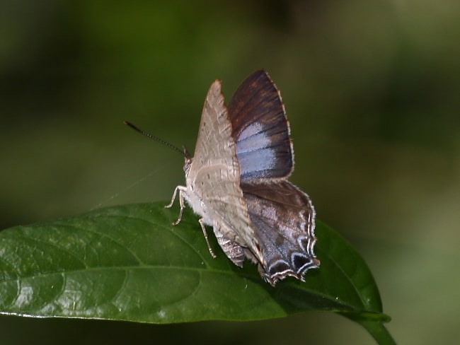 Pseudodipsas cephenes (Bright Forest-blue)