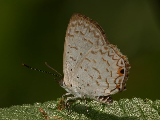 Pseudodipsas eone (Dark Forest-blue)