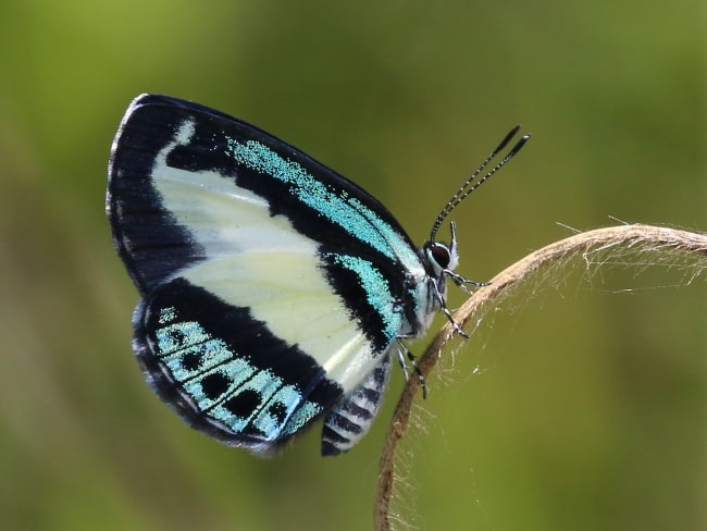 Psychonotis caelius (Small Green-banded Blue)