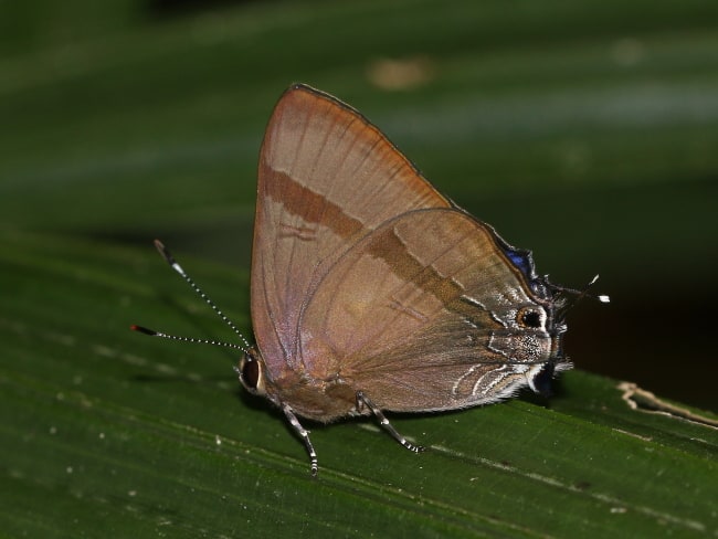 Rapala varuna (Indigo Flash)