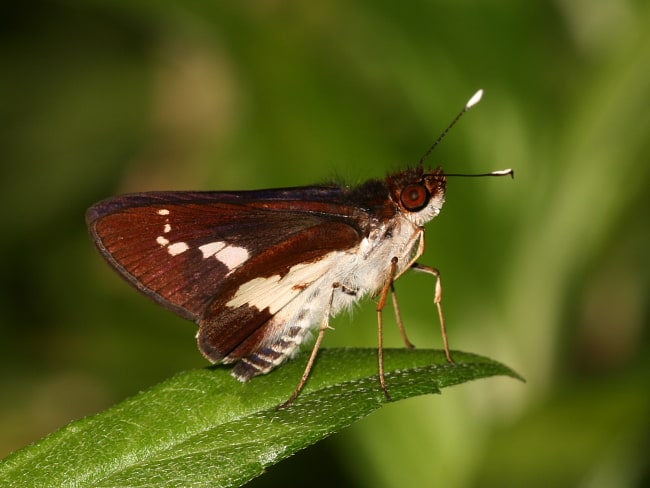 Sabera caesina (White-clubbed Swift)