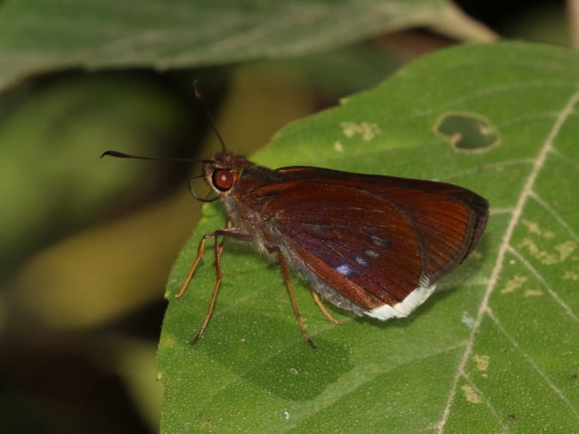 Sabera fuliginosa (White-fringed Swift)