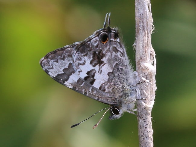 Sahulana scintillata (Glistening Line-blue)