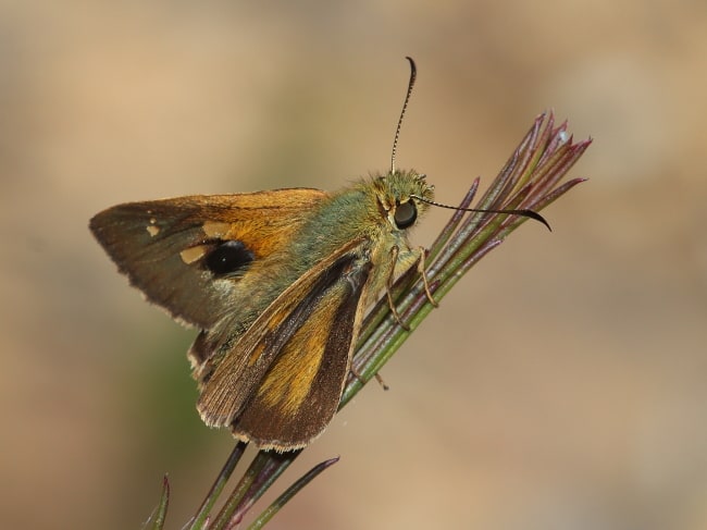 Timoconia flammeata (Bright Shield-skipper)