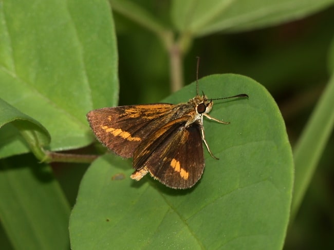 Suniana lascivia (Dark Grass-dart)