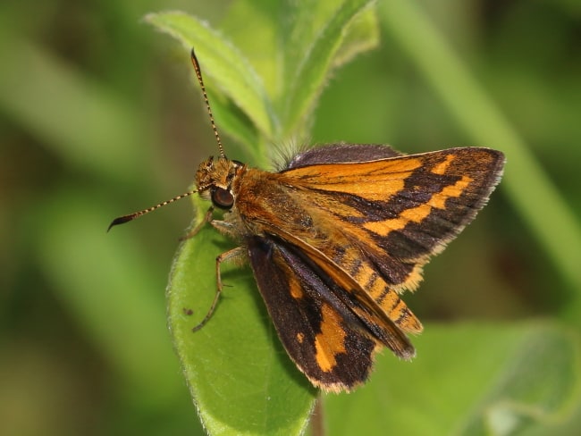 Suniana sunias (Wide-brand Grass-dart)