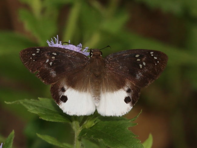 Tagiades japetus (Pied Flat)