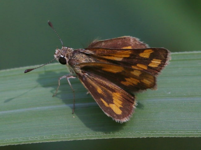 Taractrocera dolon (River-sand Grass-dart)