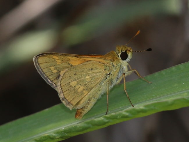 Taractrocera ina (No-brand Grass-dart)