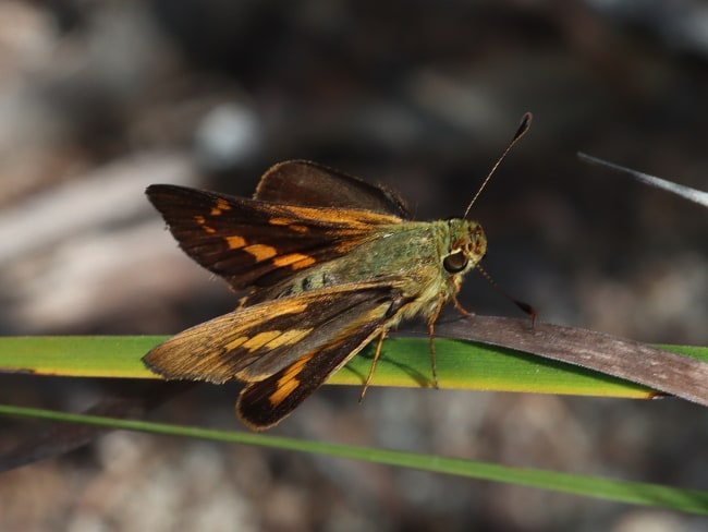 Telicota anisodesma (Southern Large Darter)