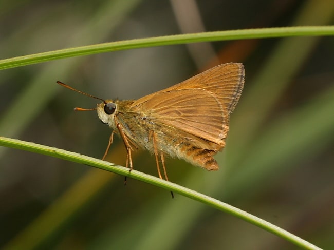 Telicota eurychlora (Southern Sedge-darter)