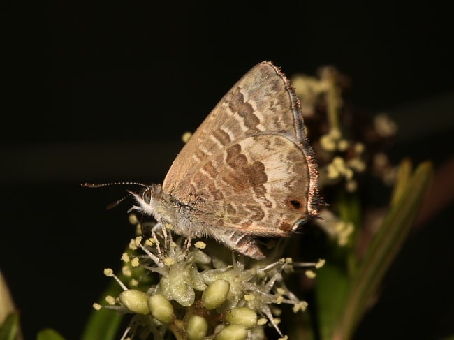 Theclinesthes albocinctus (Bitter-bush Blue)