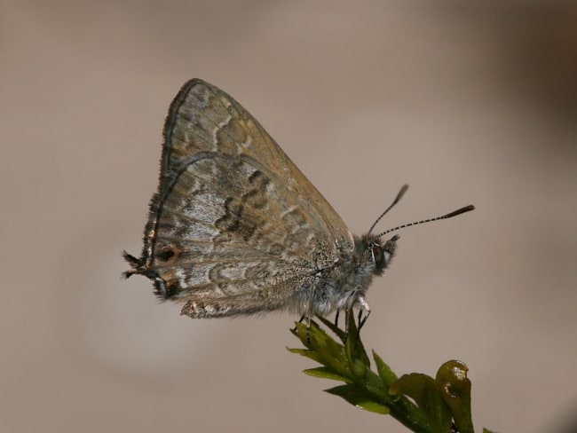 Theclinesthes hesperia (Western Bitter-bush Blue)