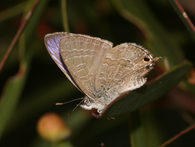 Theclinesthes miskini (Wattle Blue)