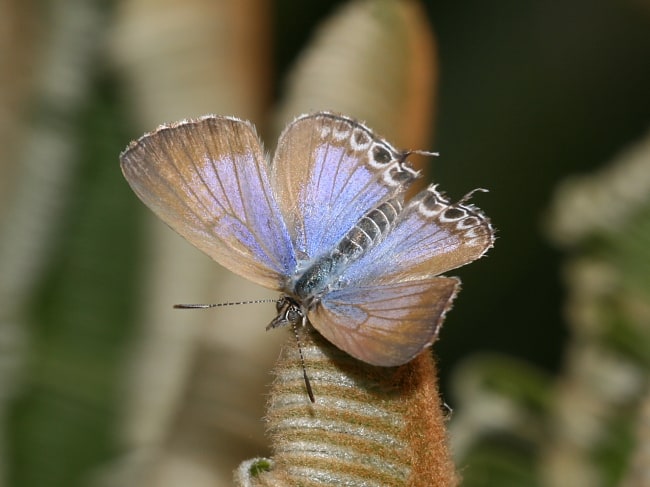 Theclinesthes onycha (Cycad Blue)