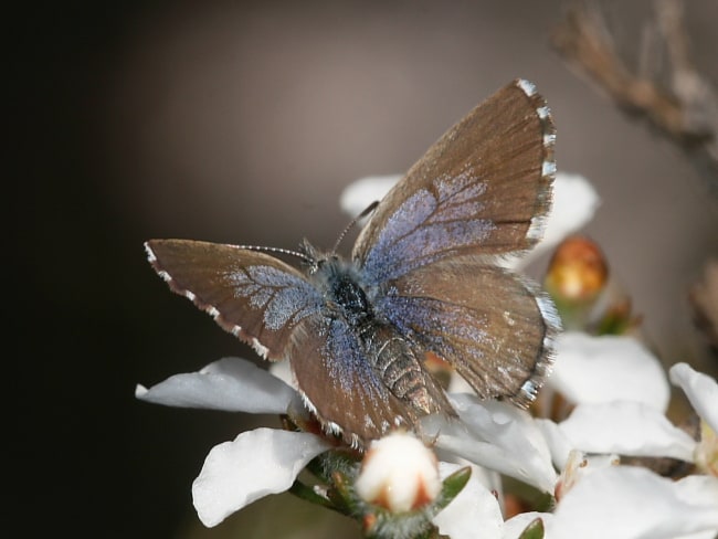 Theclinesthes serpentatus (Saltbush Blue)