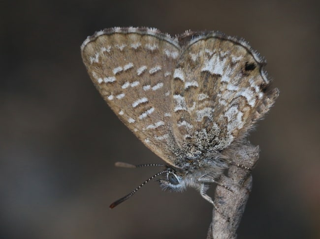 Theclinesthes sulpitius (Samphire Blue)