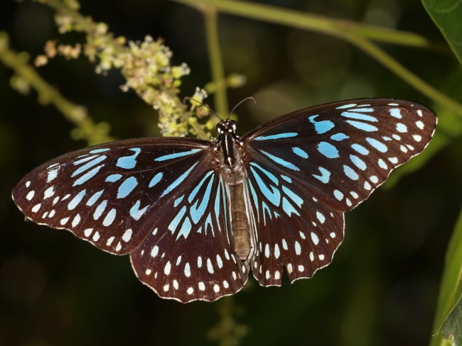 Tirumala hamata (Blue Tiger)