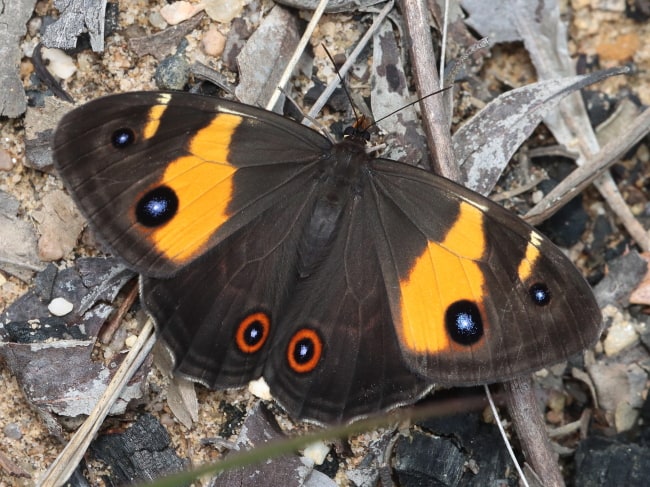Tisiphone abeona (Sword-grass Brown)