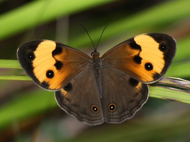 Tisiphone helena (Northern Sword-grass Brown)
