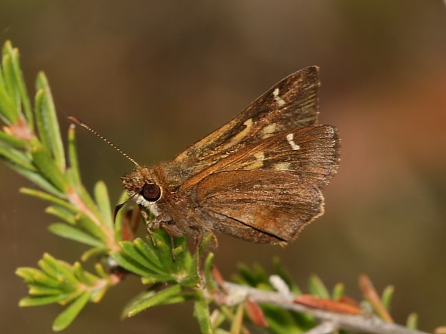 Toxidia andersoni (Southern Grass-skipper)