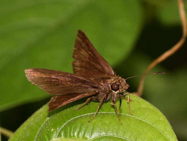 Toxidia inornata (Spotless Grass-Skipper)