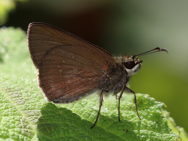 Timoconia melania (Dark Grass-Skipper)