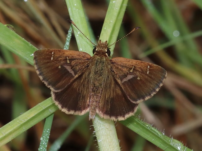 Toxidia parvula (Parvula Skipper)