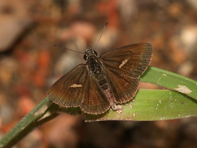 Toxidia thyrrhus (Dusky Skipper)