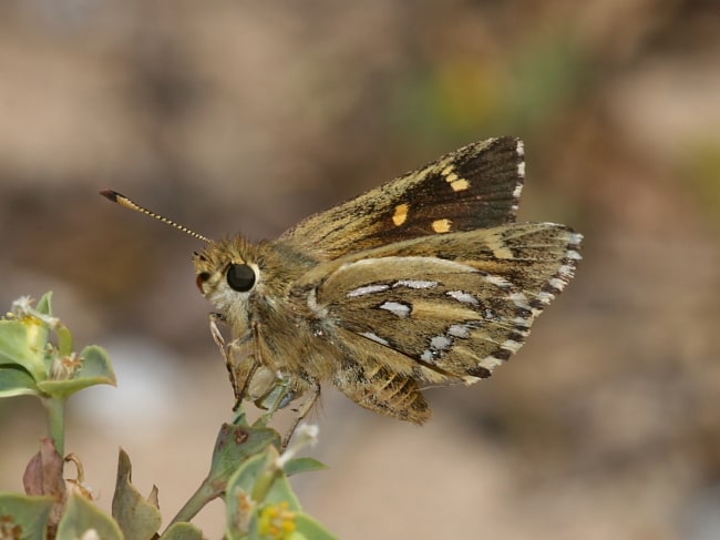 Trapezites argenteoornatus (Silver-spotted Ochre)