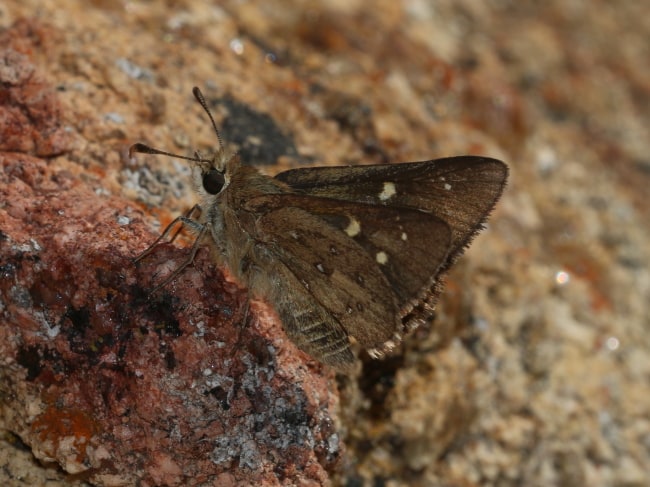 Trapezites atkinsi (Speckled Ochre)