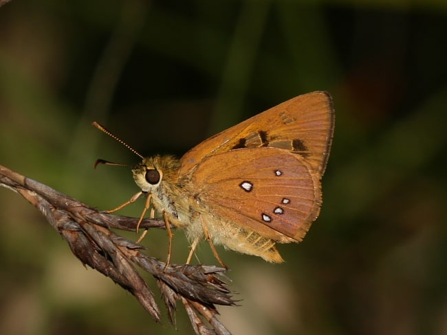 Trapezites eliena (Orange Ochre)