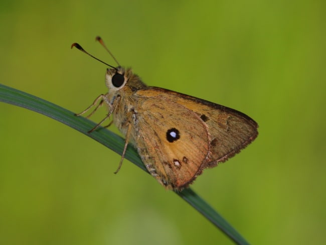 Trapezites heteromacula (Small Orange Ochre)