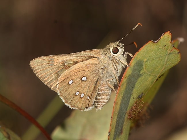 Trapezites iacchus (Brown Ochre)