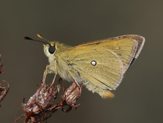 Trapezites luteus (Yellow Ochre)