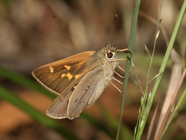 Trapezites macqueeni (Bronze Ochre)