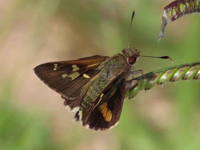 Trapezites maheta (Northern Silver Ochre)