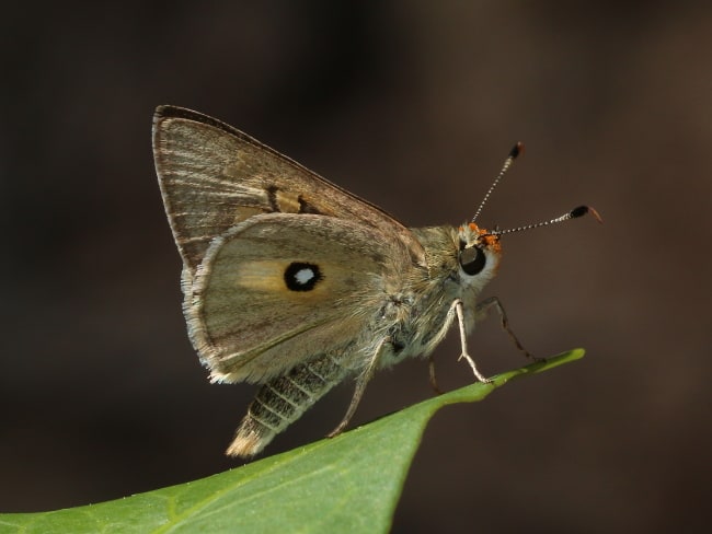 Trapezites petalia (Black-ringed Ochre)