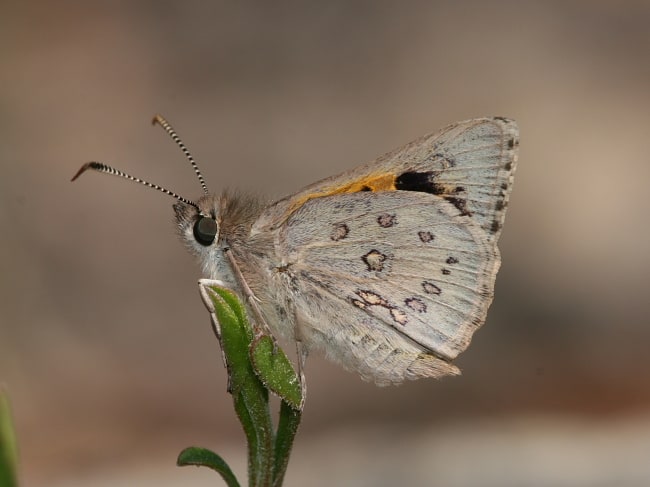 Trapezites phigalia (Heath Ochre)