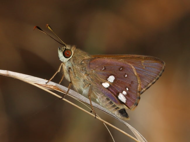 Trapezites praxedes (Southern Silver Ochre)