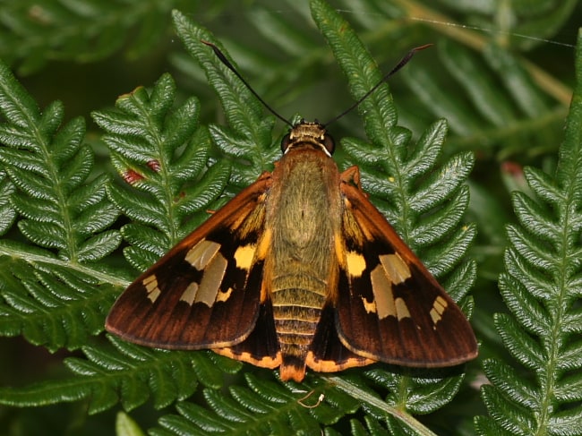 Trapezites symmomus (Splendid Ochre)