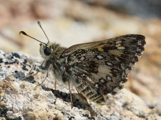 Trapezites waterhousei (Laterite Ochre)