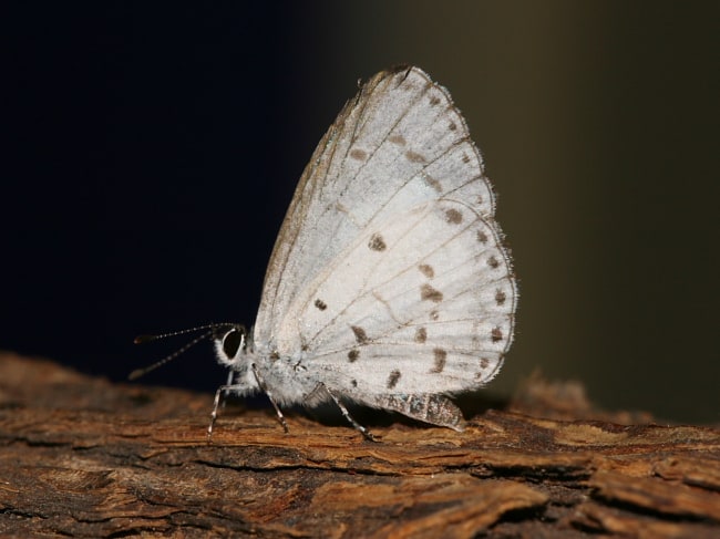 Udara cardia (Hedge Blue)