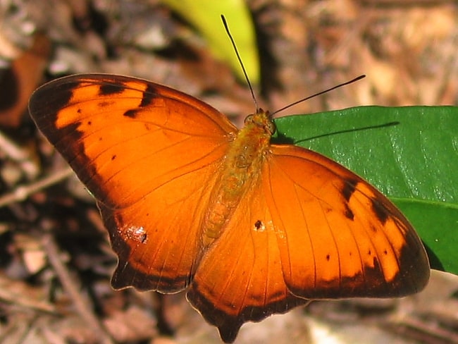 Vagrans egista (Tailed Rustic)