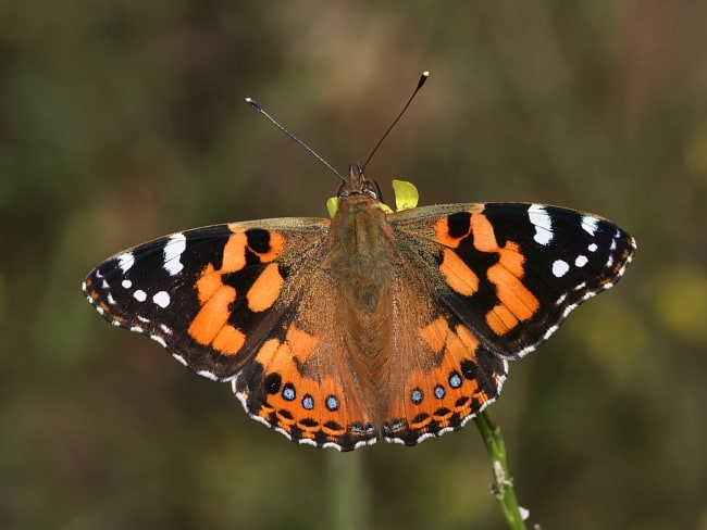 Vanessa kershawi (Australian Painted Lady)