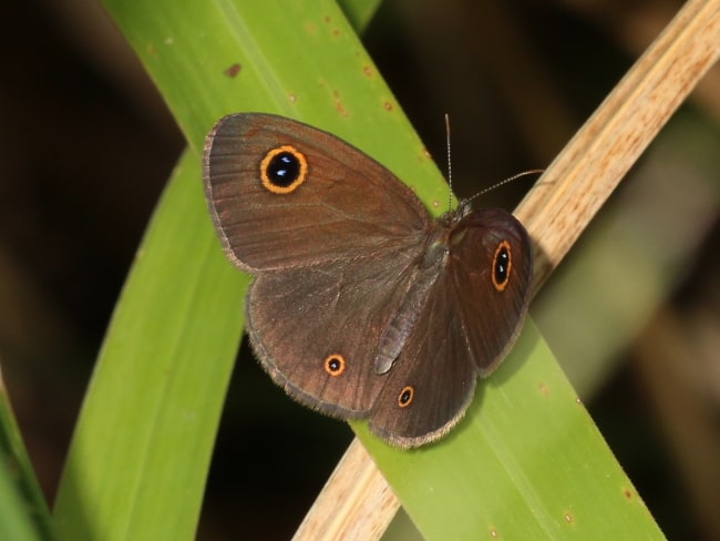 Ypthima arctous (Dusky Knight)