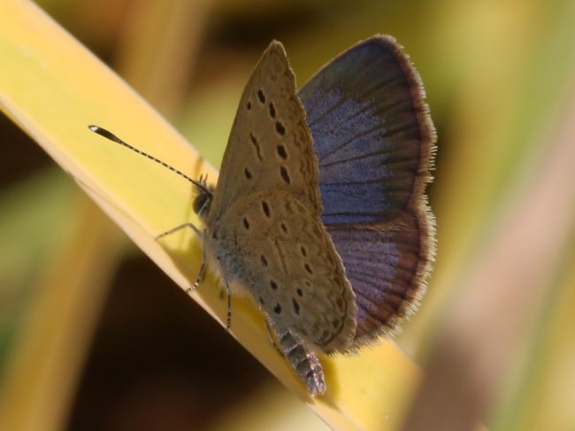 Zizeeria karsandra (Spotted Grass-blue)