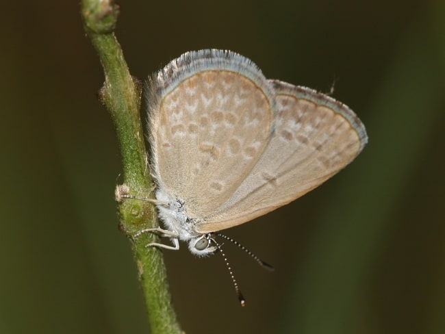 Zizina otis (Common Grass-blue)