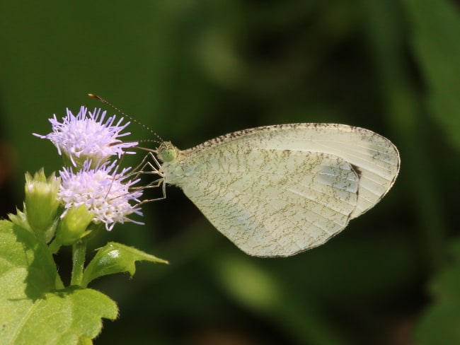 Thailand - Pieridae